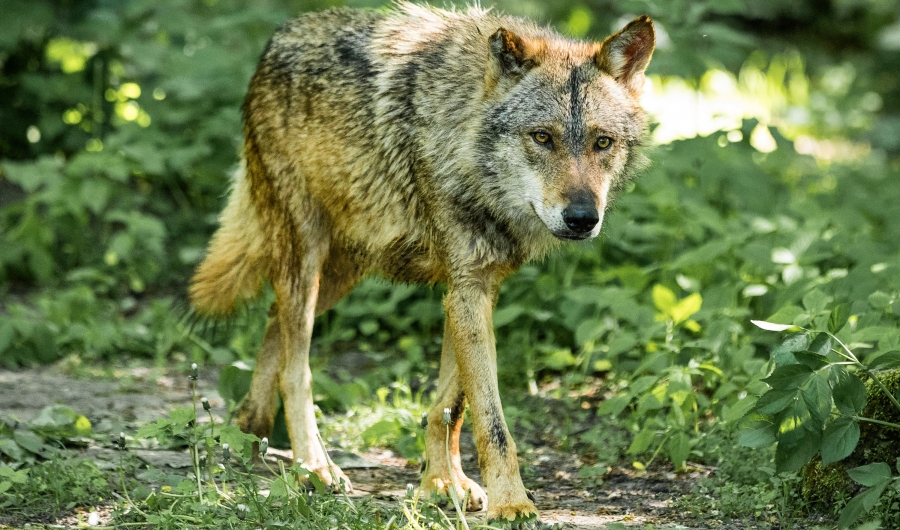 Iberischer Wolf / © Tierpark Berlin